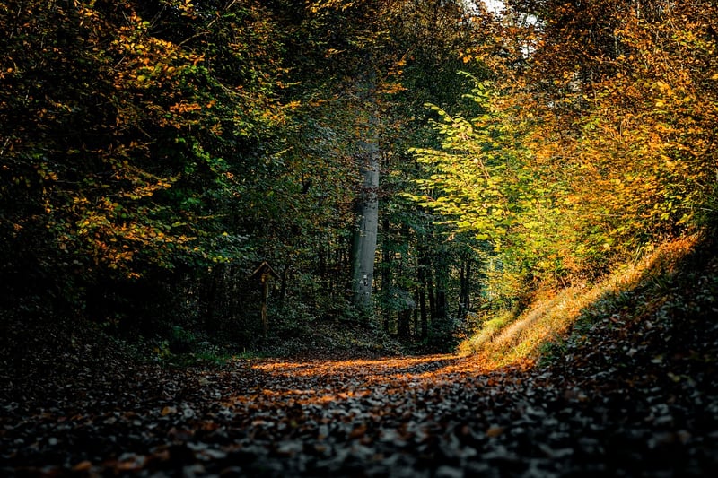 Forest Path Walking